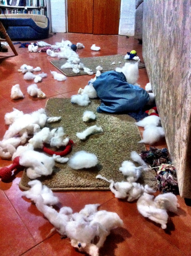 stuffing from a cushion pulled out by puppy!